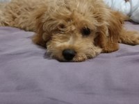 90 günlük toy poodle