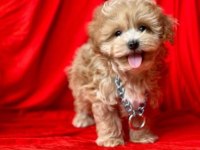 Irk Ve Sağlık Garantili Maltipoo Yavrular