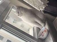 British Shorthair Oğlumu Ücretsiz Sahiplendiriyorum