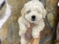 A Kalite Maltese Yavruları 0 Beden