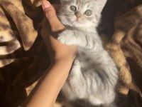 Çok sevimli oyuncu sağlıklı dişi british shorthair bebeğimiz