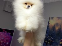 Pomeranian Boo Bebekler
