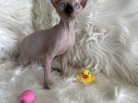 Sphynx yavru kedimiz