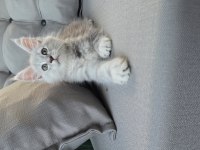 Uyguna Dev Maine Coon