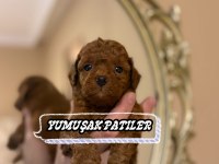 Toy Poodle Dişi Erkek