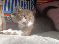 Cinnamon bicolor kedilerim yeni yuvalarını arıyorlar