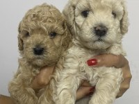 Apricot renk erkek tam toy poodle yavrular