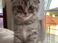 British ve scottish fold yavrularım