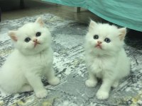 British longhair kız kardeşler