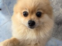3 yaşında pomeranian
