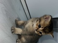 Silver ve golden british shorthair bebekler