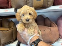 BİRBİRİNDEN GÜZEL MALTİPOO BEBEKLER