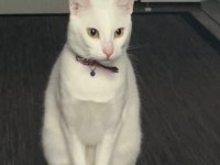 MECBURİYETTEN ANKARA KEDİSİ KIZIMIZA YUVA ARIYORUZ