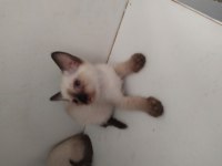 Haziran ve temmuz doğumlu british shorthair yavrularımız
