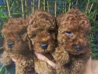 Kore poodle yavrular