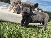 BLUE FRENCH BULLDOG YAVRULARI İSTANBUL 