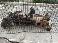 BEBEKLERİMİZ 91 GÜNLÜK FRENCH BULLDOG