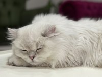 Acil sahiplendirme 11 aylık british longhair