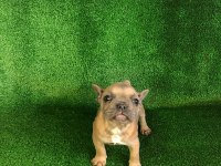 Blue fawn french bulldog bebeğimiz yeni yuvasını arıyor