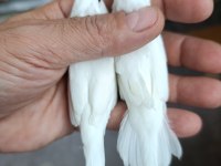 Bengal ispinozu