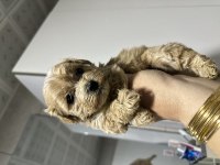 Harika maltipoo yavrular