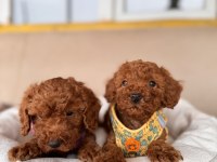 Maşallah demeden geçmeyin poodle