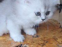 2 aylık biritish longhair