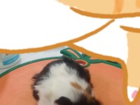 Sevimli guinea pig yavruları tepeli (17 günlük)