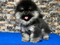 Çok nadir bulunan black tan ayı surat pomeranian yavrumuz