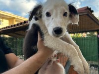 3 Aylık Orjinal Border Collie Yavruları