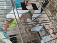 Yavru muhabbet kuşu el besleme