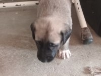 Aslan gibi kangal yavruları