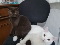18 Ağustos Doğumlu Scottish Fold Yavru
