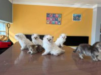 YENİ SCOTTISH FOLD YAVRULAR BRITISH YAVRULAR ANKARA 
