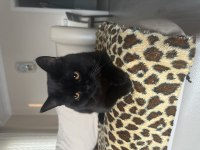 1 yaşında british shorthair