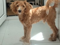Sekiz Aylık Erkek Maltipoo