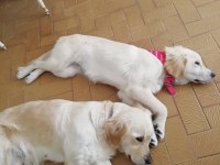 6 aylık dişi golden retriever
