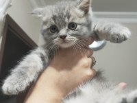 Yavru british longhair kedimiz