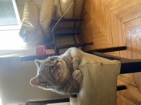 Prenses British Shorthair