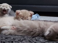 SCOTTISH FOLD