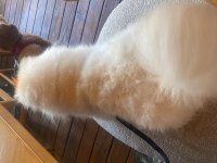 Safkan Tüm Aşıları tam Erkek Pomeranian