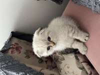Minik scottish fold oğlumuza yeni yuva