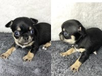 Harika chihuahua bebekler