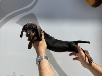 Dachshund Sosis Prenses