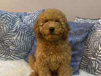Minyatür Poodle Orijinal