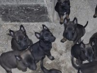 Malinois Kaliteli Tesadüf Değildir