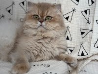 British Longhair Kedilerim