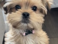 Morkie Yavrularımızı Canlı Görerek Alabilirsiniz