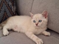 British Shorthair Scottish Bebişlerim