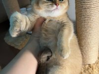 British shorthair golden dişi